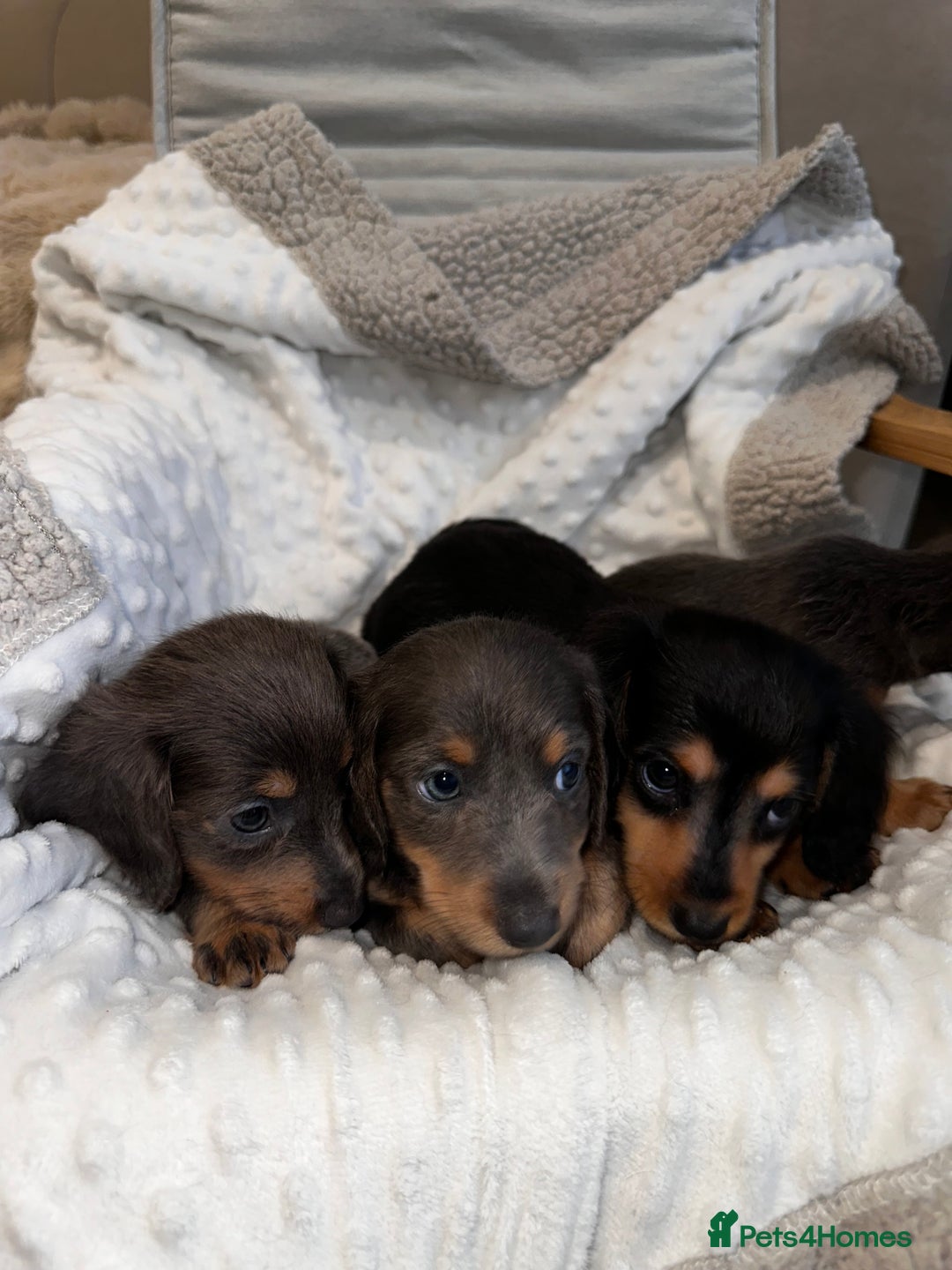 Miniature Dachshund dogs for sale: Miniature long hair dachshund 🤍 - Image 7