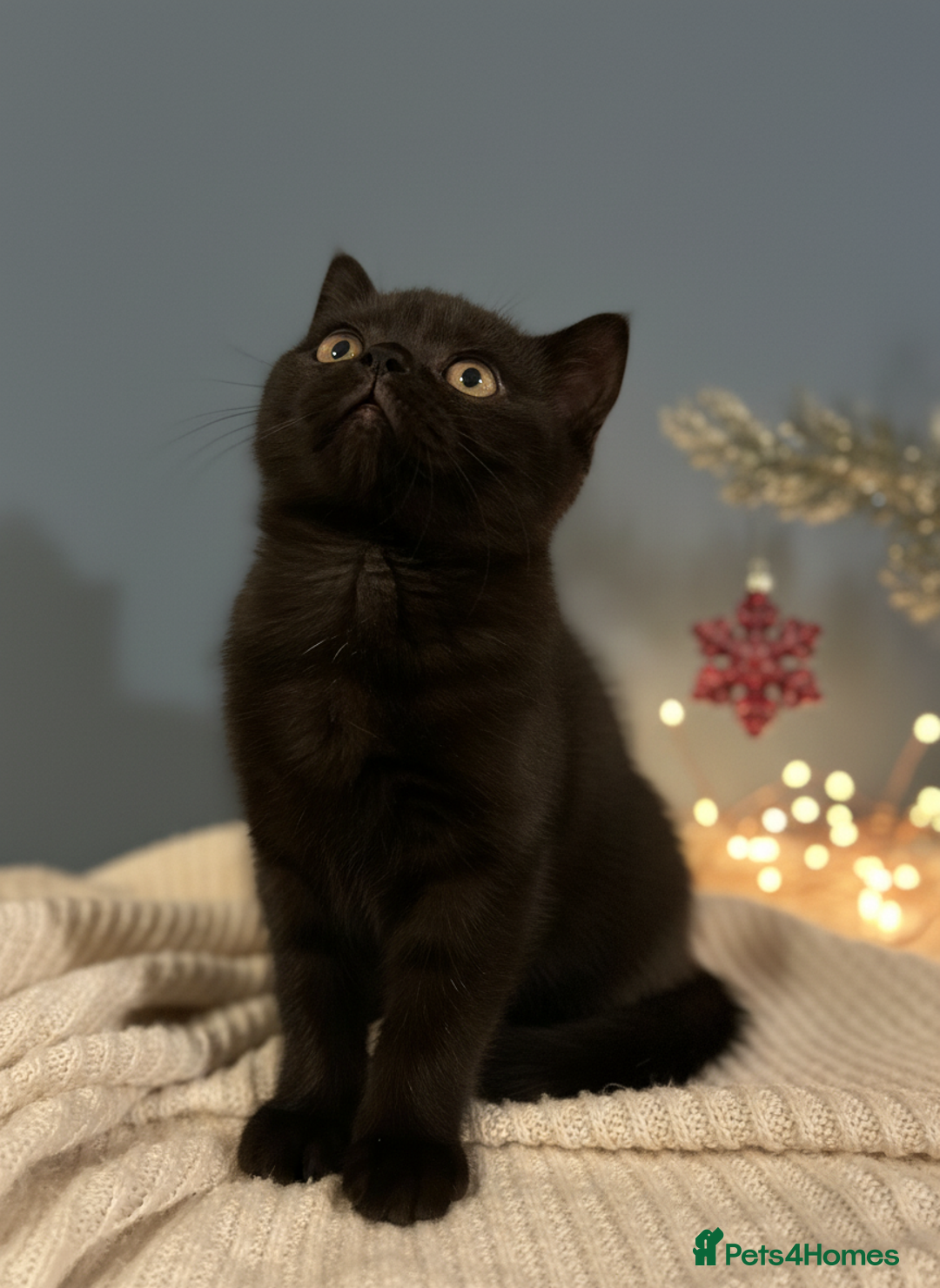 British Shorthair cats for sale: Gorgeous BSH Kittens – Cinnamon, Lilac & Black 🐾 - Advert 4