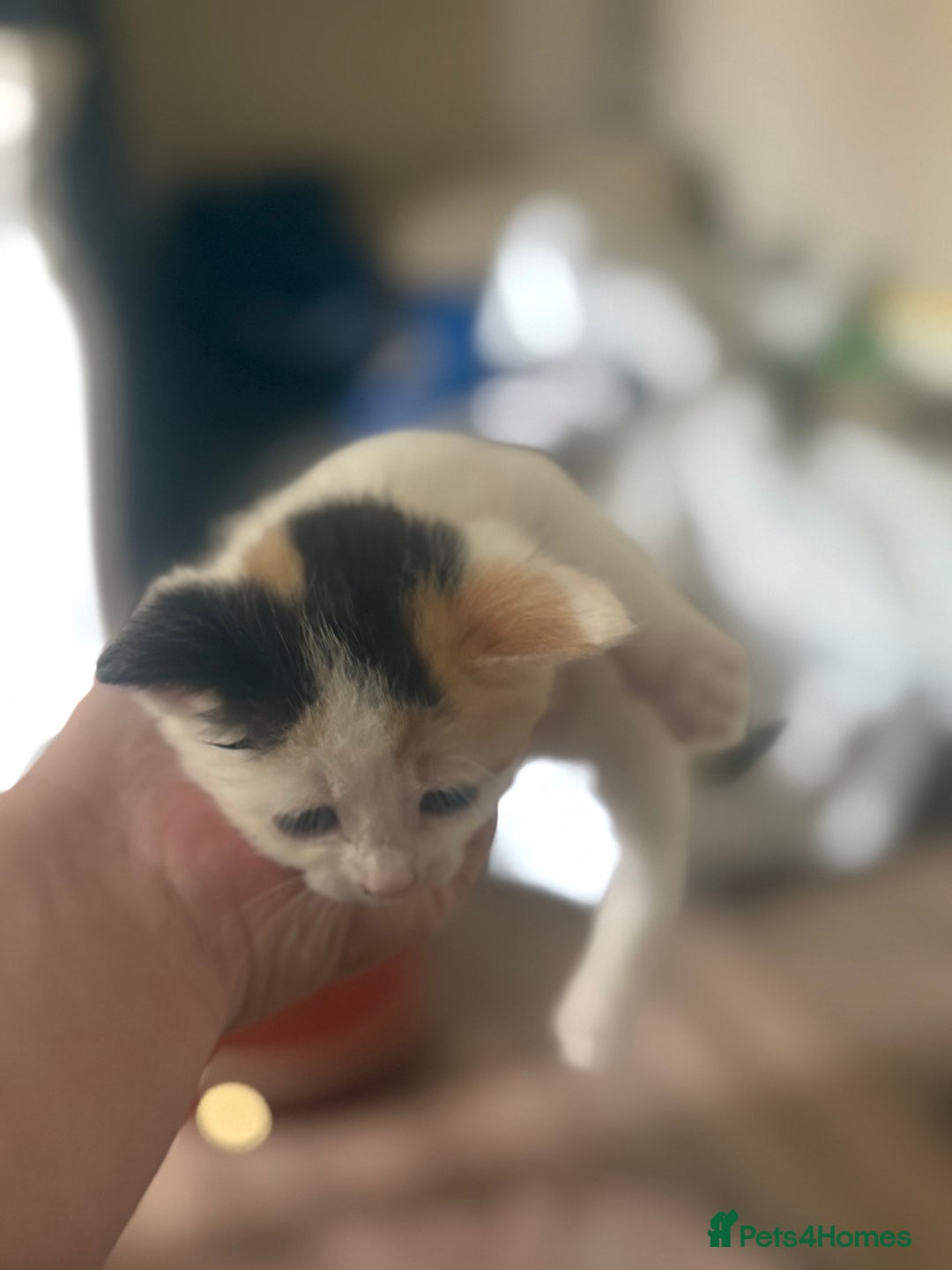 Mixed Breed cats for sale: 6 kittens all different colours  - Image 8