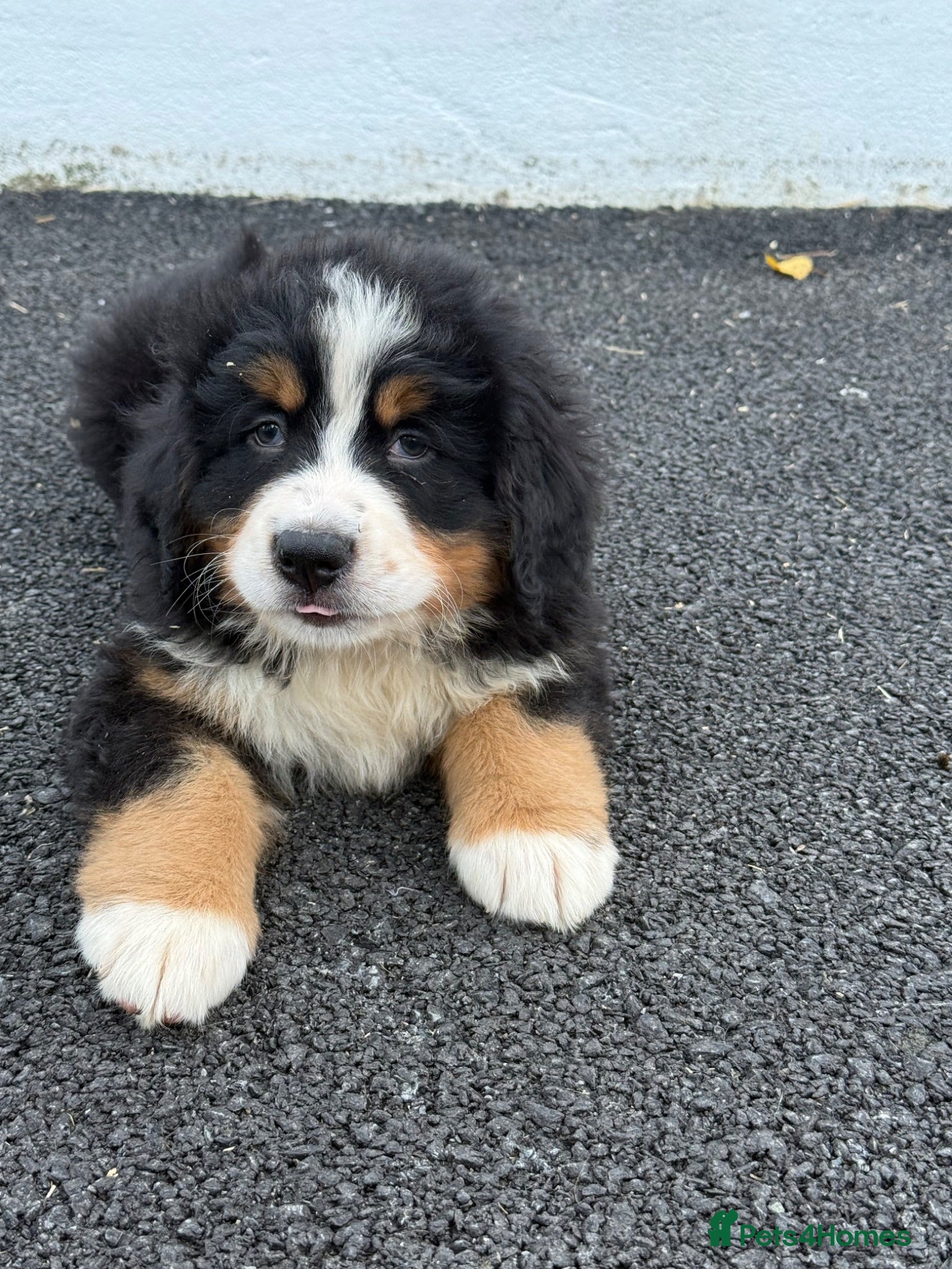 Bernese Mountain Dog dogs Bernese Mountain Dog Puppies  - Advert 10