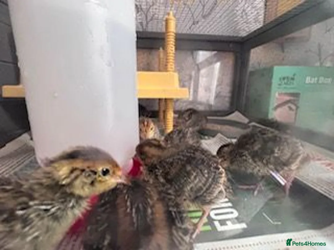 Quail poultry for sale: Japanese (Coturnix) Quails - Advert 4