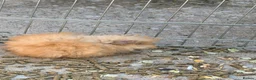 Guinea Pig rodents for sale: 10 week old baby boars  - Advert 2
