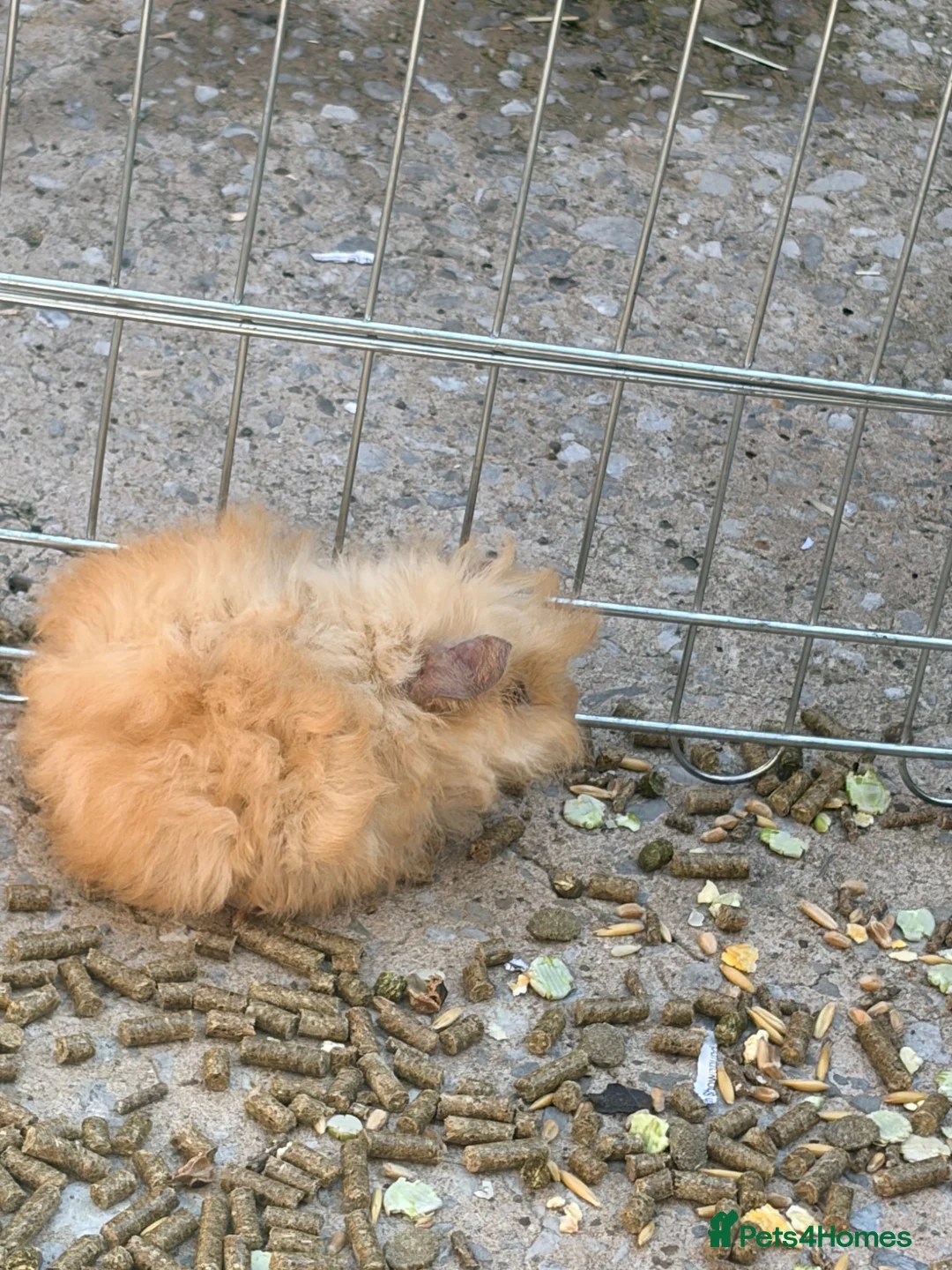 Guinea Pig rodents for sale: 10 week old baby boars  - Advert 2