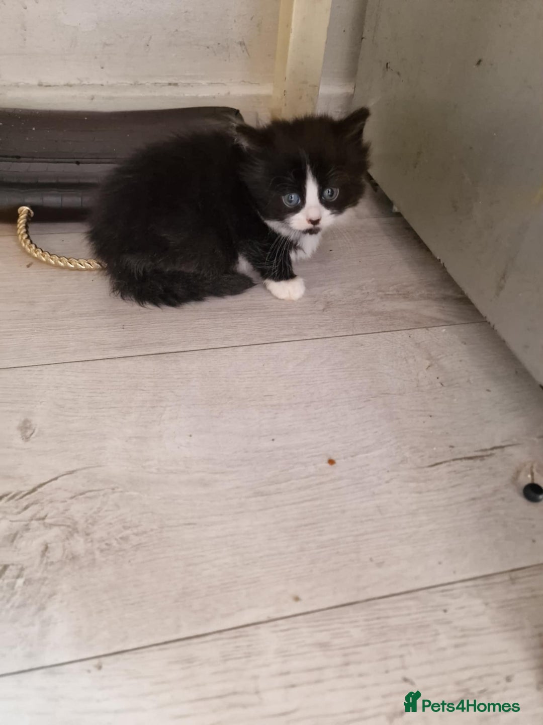 British Shorthair cats for sale: For sale - Image 8