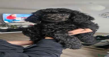 Standard Poodle dogs - Advert 2