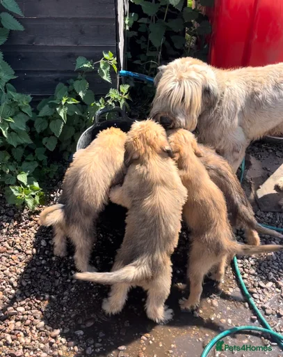 Gallery Image {{count}}