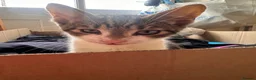 American Shorthair cats for sale: Kittens for sale  in Malpas - Advert 8