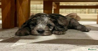 Cockapoo dogs - Advert 8