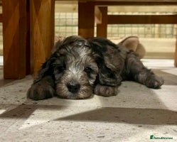 Cockapoo dogs - Advert 8