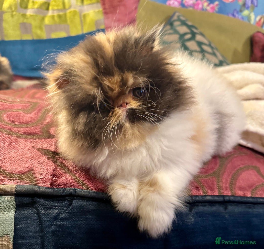 Persian cats for sale: Beautiful Calico pedigree Persian female kitten  - Image 1