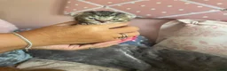 Mixed Breed cats for sale: Beautiful kittens  - Advert 11