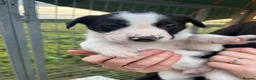 Border Collie dogs for sale: 3 boys left  in Melton Mowbray - Advert 5
