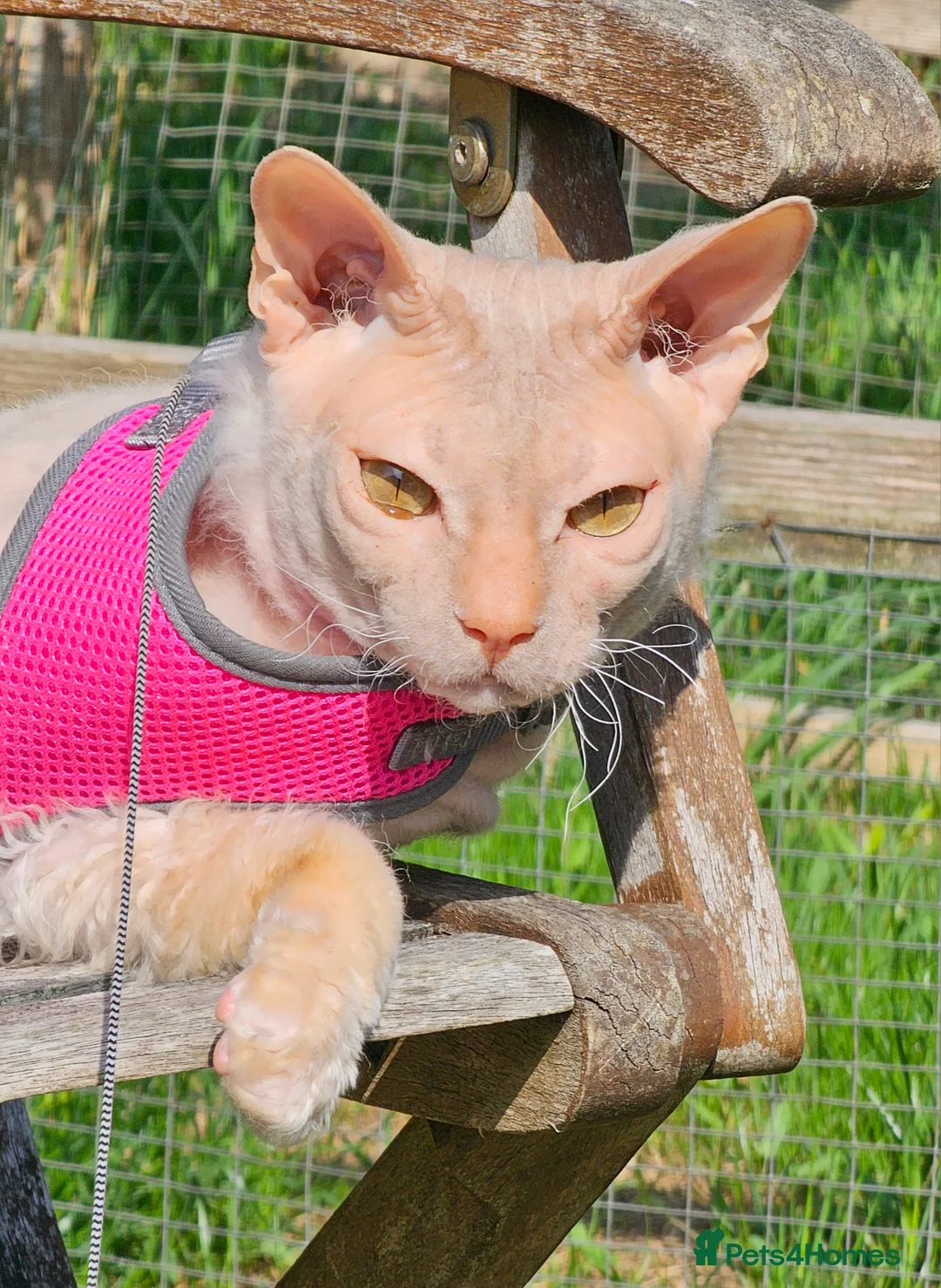 Siamese cats for sale: Siamese x Sphynx kittens 9 weeks old - Advert 26