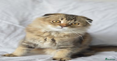 Scottish Fold cats - Advert 8