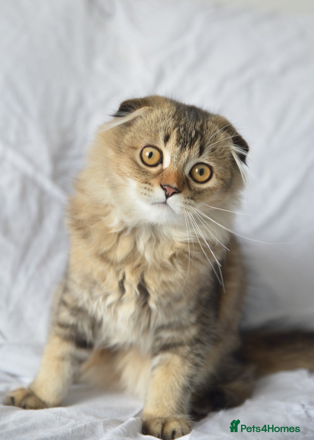 Scottish Fold cats for sale: Scottish fold kittens 3 left - Image 3