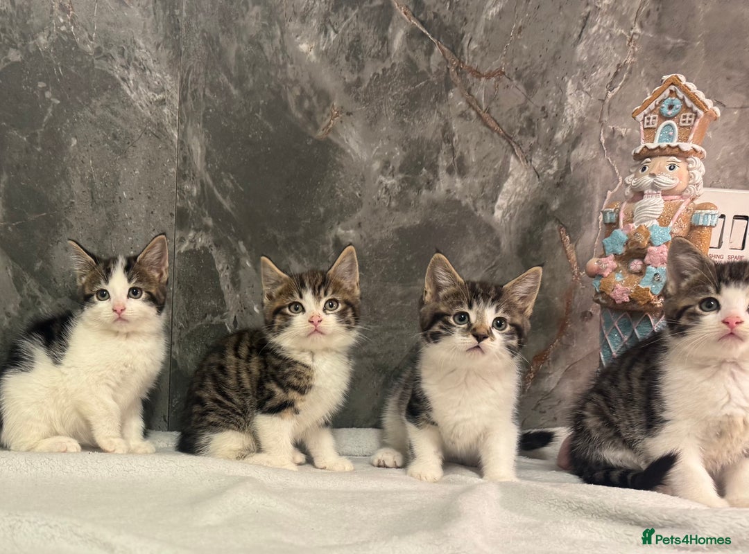 Mixed Breed cats for sale: Kittens  - Advert 1