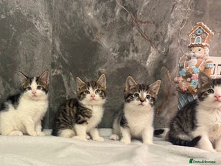 Mixed Breed cats Kittens - Advert 2