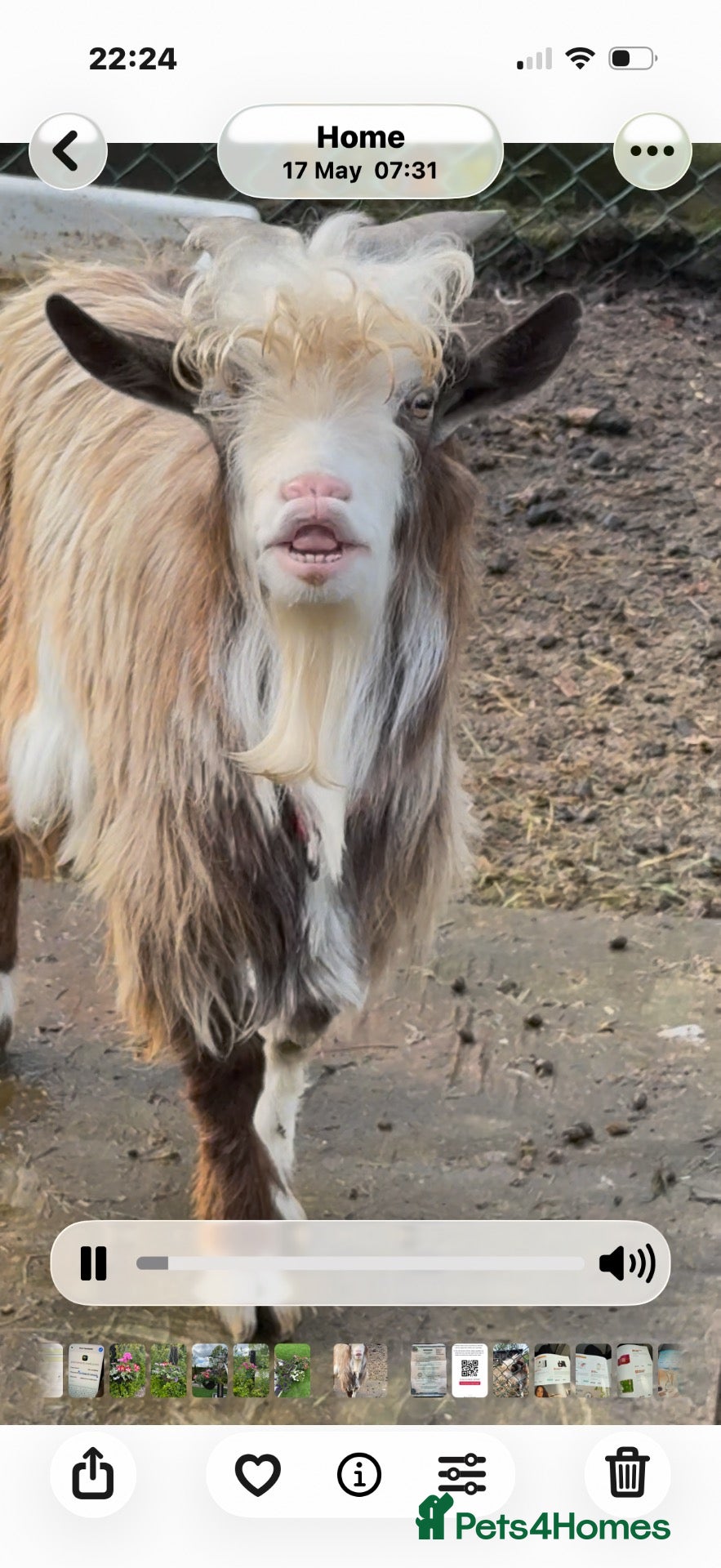 Goats livestock Billy goat  - Advert 1