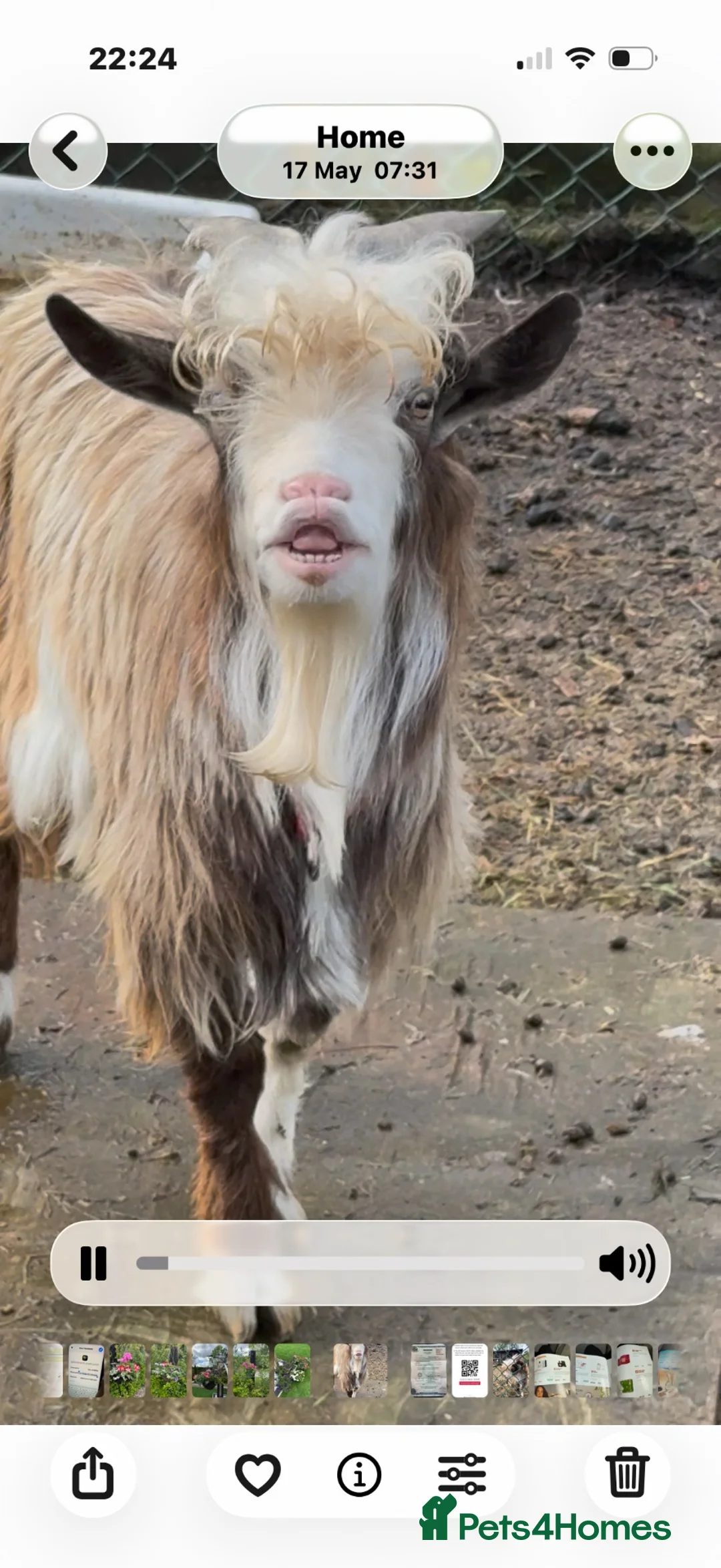 Goats livestock for sale: Billy goat  - Advert 1