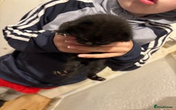 Mixed Breed cats for sale: Kittens  - Image 3