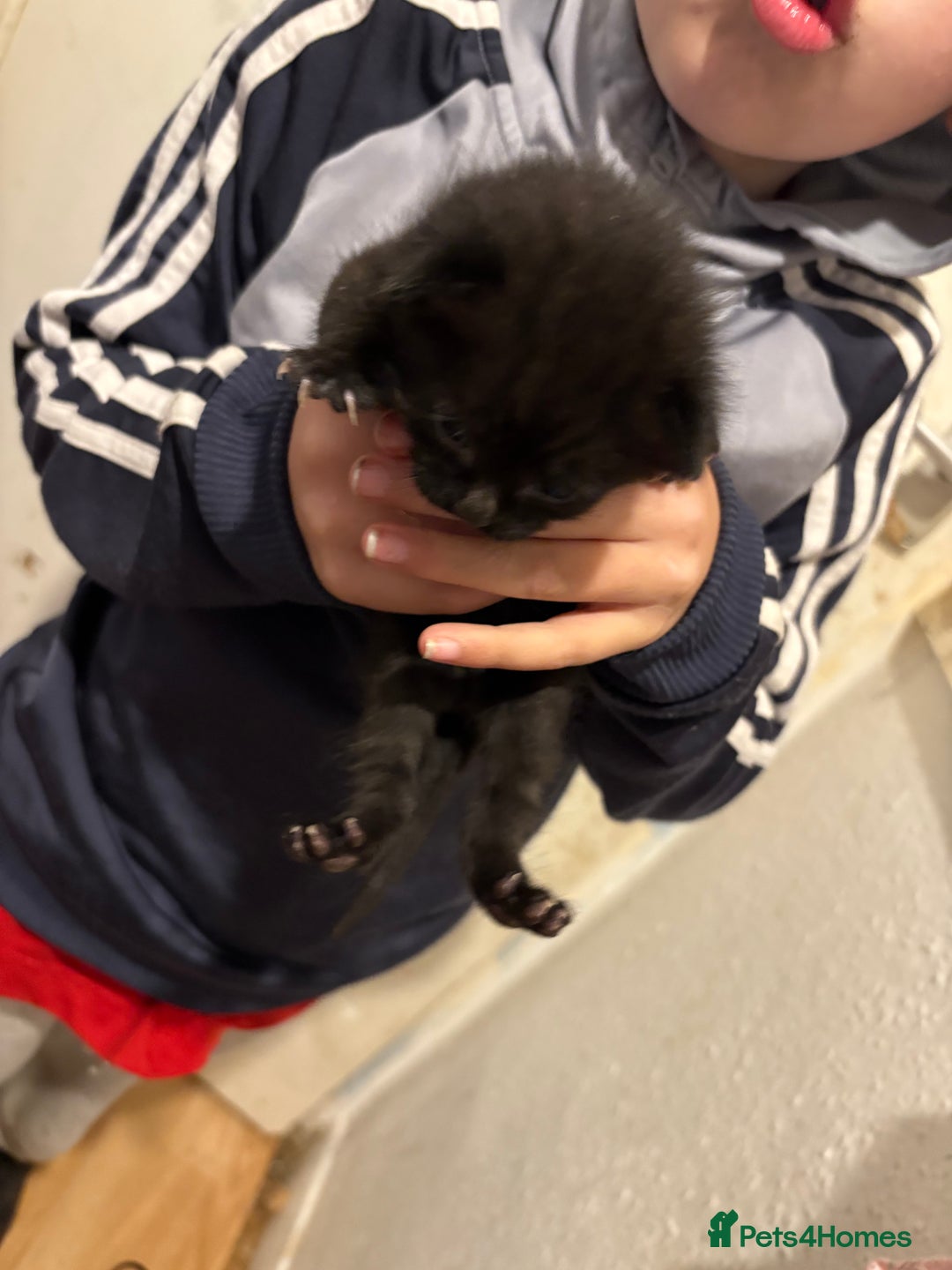 Mixed Breed cats for sale: Kittens  - Image 3