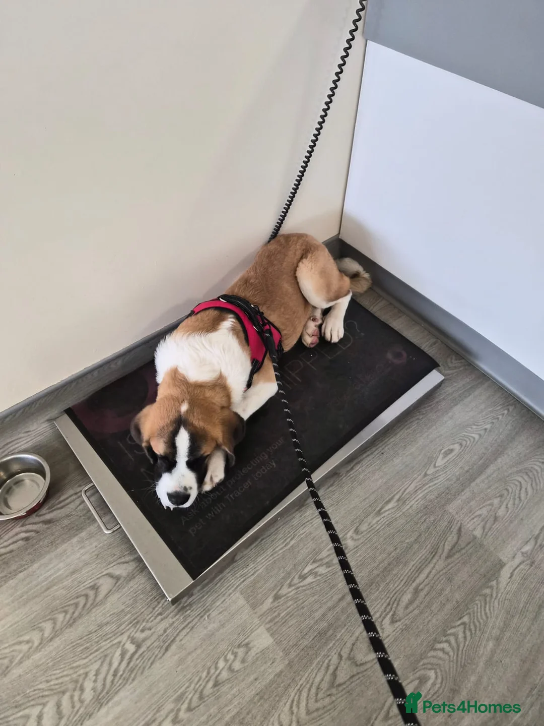 Saint Bernard dogs for sale: BEAUTIFUL male st bernard pup - Advert 2