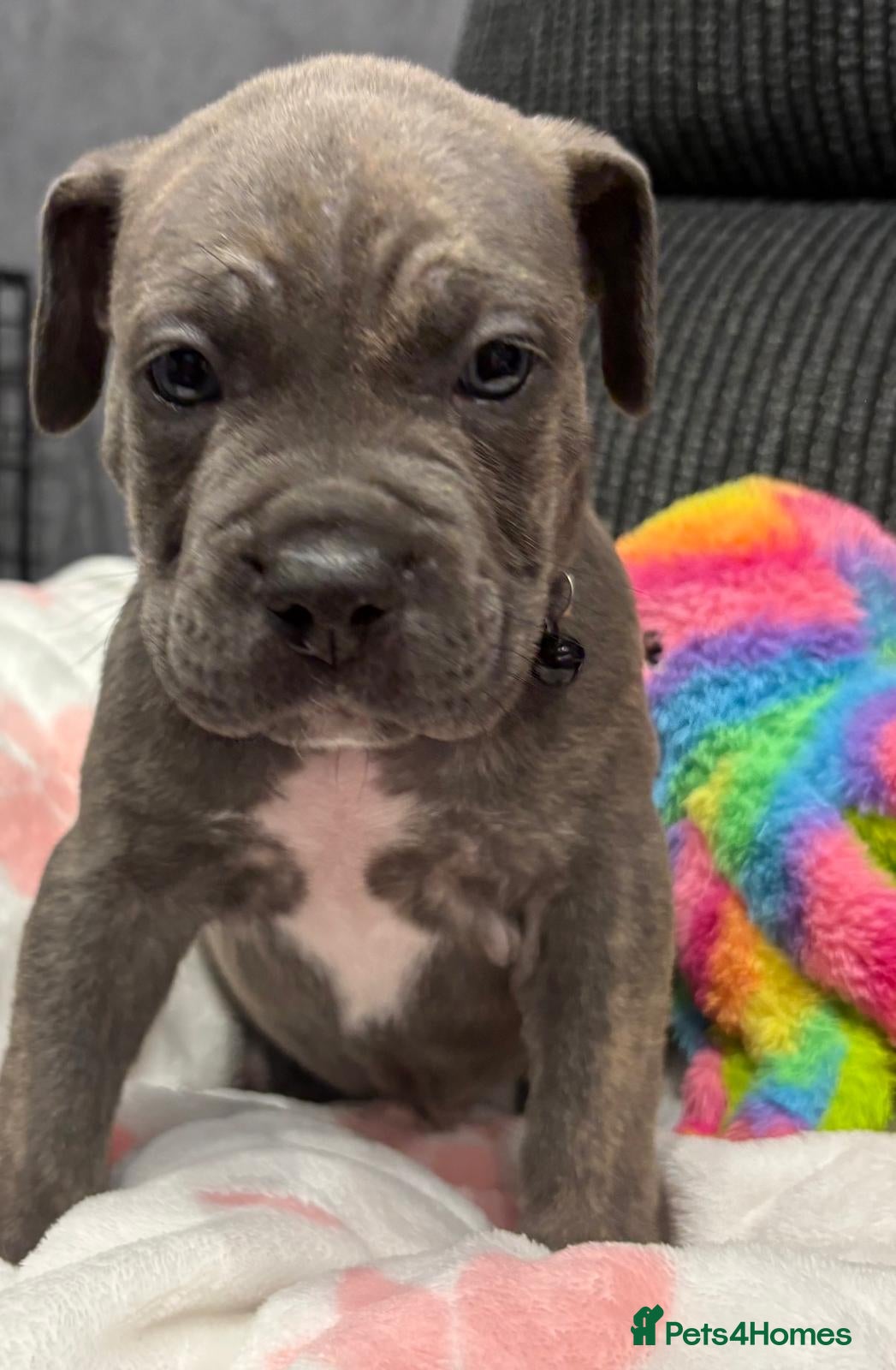 Cane Corso dogs 2 Stunning male Cane Corso x pocket Bully puppies  - Advert 2