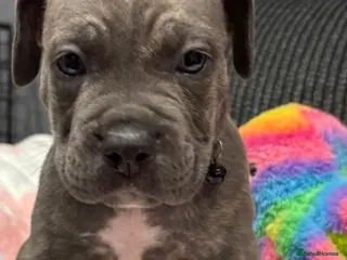 Cane Corso dogs 2 Stunning male Cane Corso x pocket Bully puppies - Advert 2