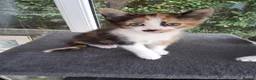 Mixed Breed cats for sale: RARE Tabico kittens 😻 Calico Tabbies  - Advert 5