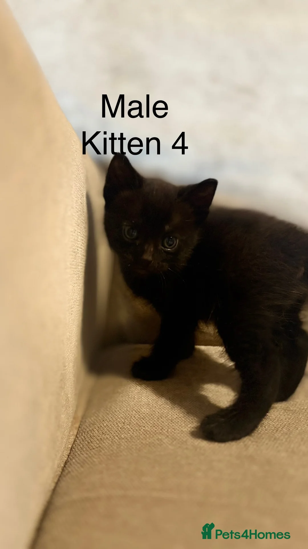 Mixed Breed cats for sale: 4 boys mum is a Bengal cross  - Advert 4