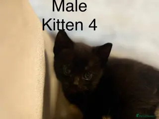 Mixed Breed cats 1 black boy remaining - Advert 18