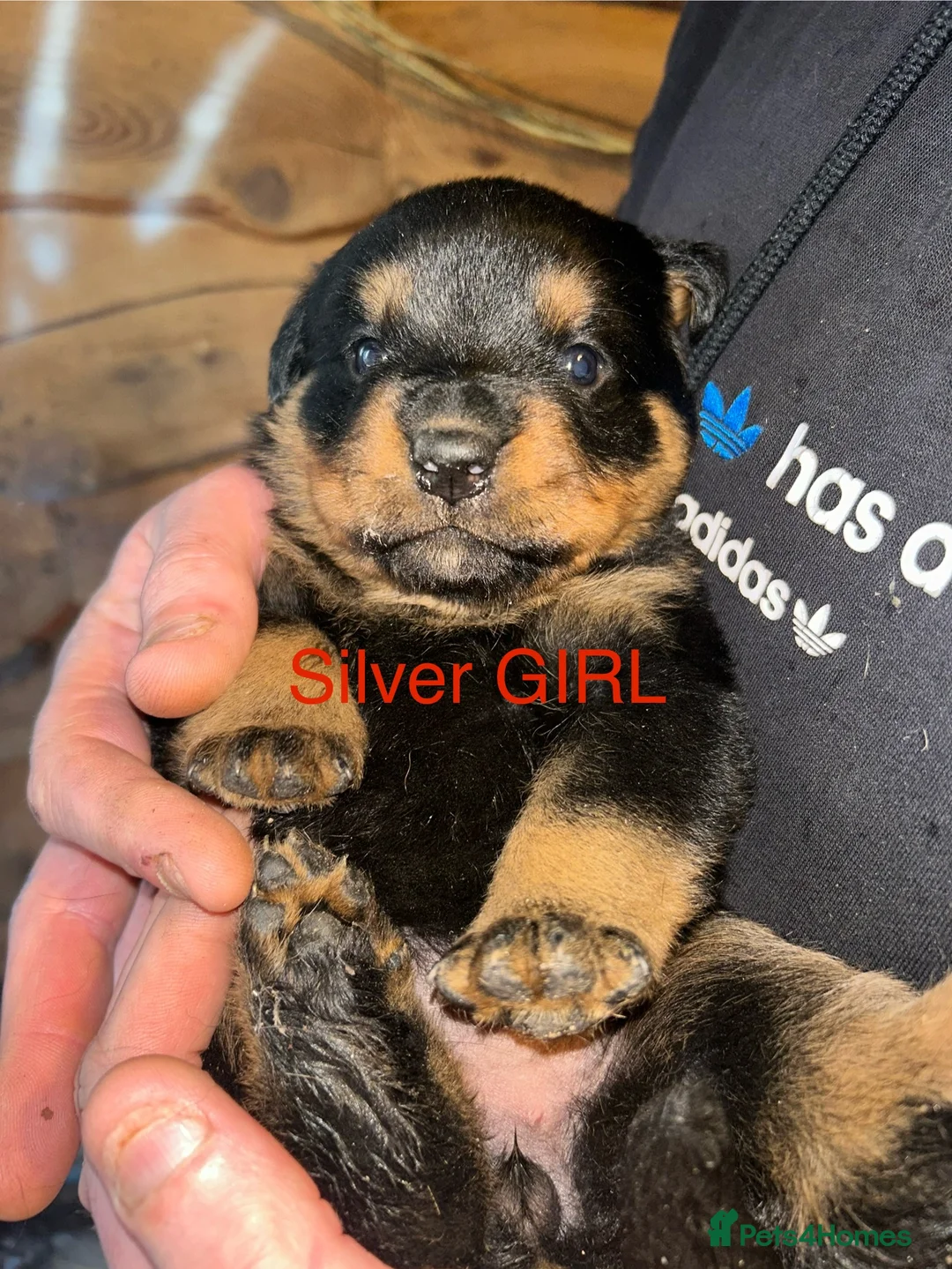 Rottweiler dogs for sale: CHUNKY BEAUTIFUL ROTTWEILERS   - Advert 13