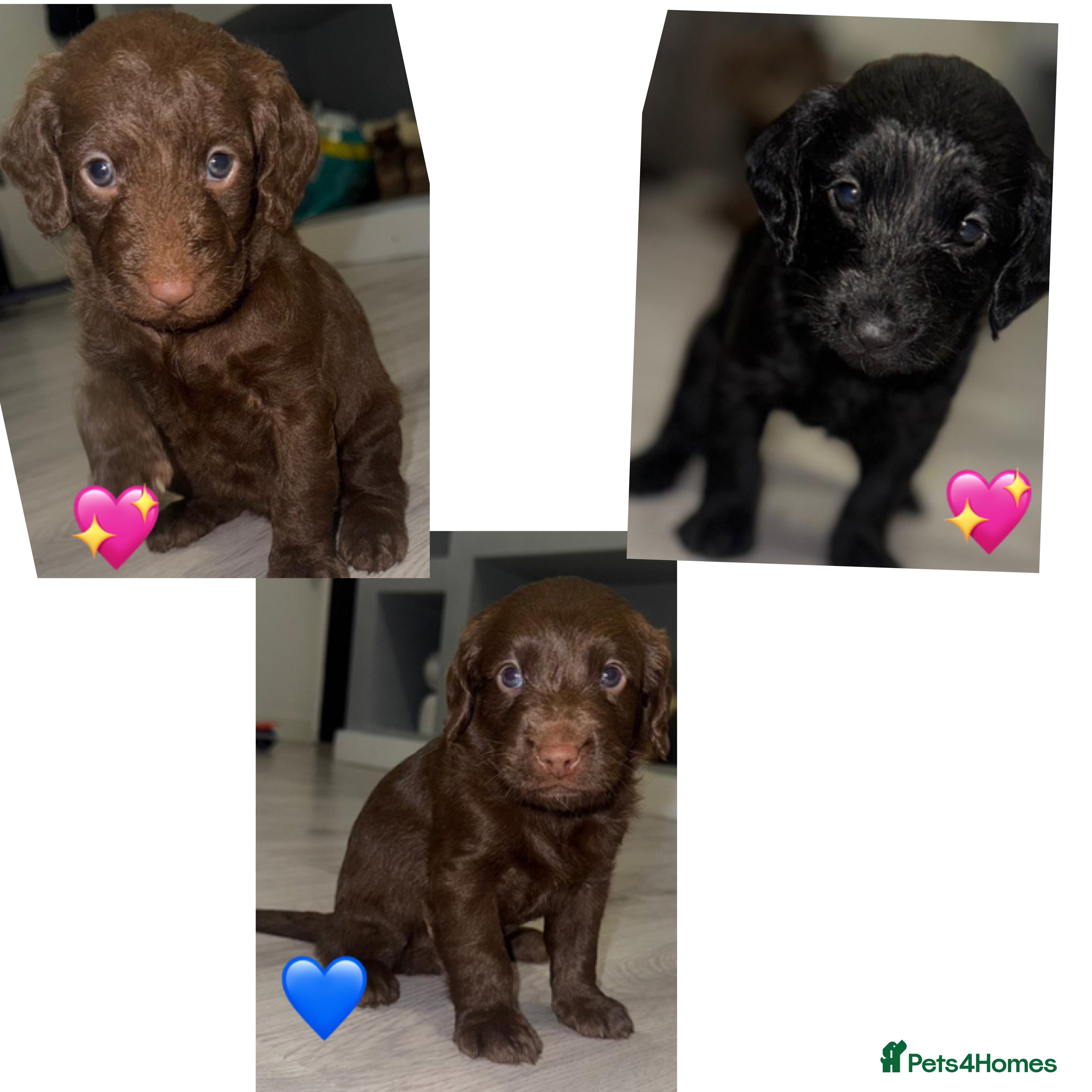 Labradoodle dogs Stunning labradoodle puppies - Advert 5