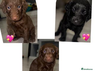 Labradoodle dogs Stunning labradoodle puppies - Advert 5