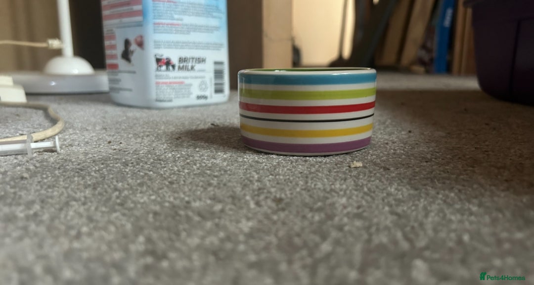 Hamster rodents for sale: Full hamster/mouse cage and setup  - Image 10