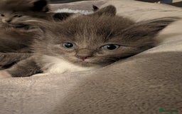 Maine Coon cats for sale: 3 maine coon cross kittens  - Image 6