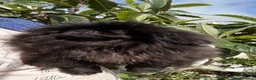 Pekingese dogs for sale: ♥️ ‘PRETTYPEKE’S’ ♥️ FEMALE ONLY♥️ - Advert 3