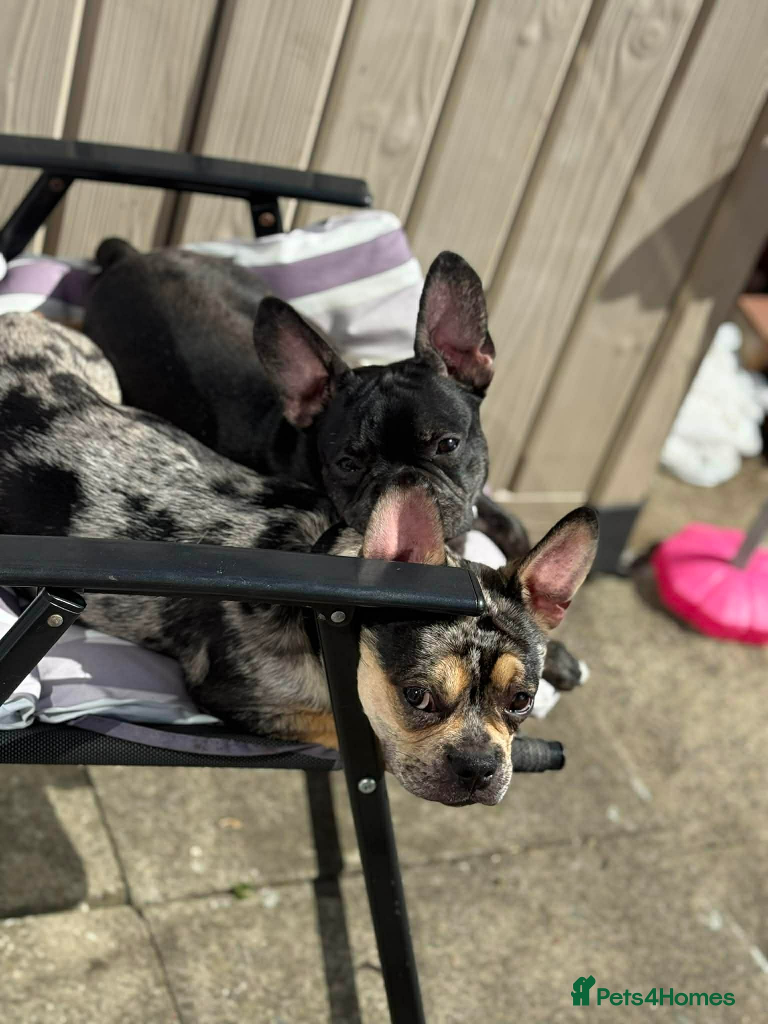 French Bulldog dogs French Bulldog Brothers want to go together - Advert 1