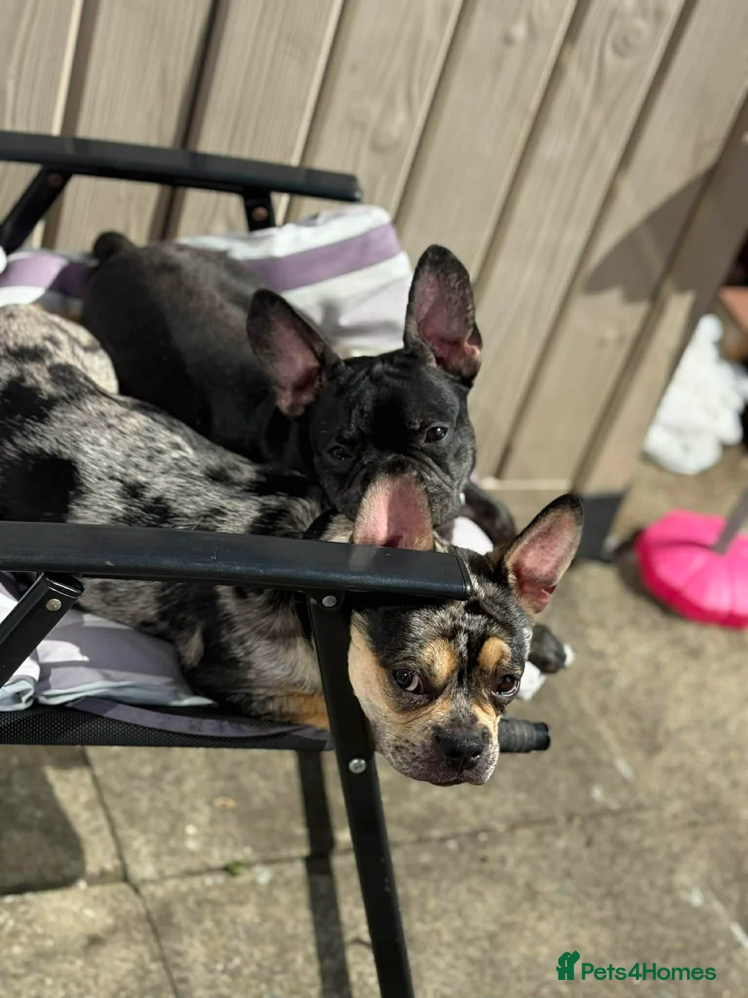 French Bulldog dogs for sale: French Bulldog Brothers want to go together - Advert 1