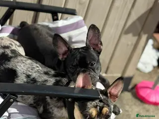 French Bulldog dogs French Bulldog Brothers want to go together - Advert 1