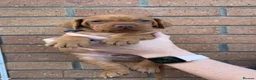 Hungarian Vizsla dogs for sale: EXCEPTIONAL HUNGARIAN VIZSLA PUPPIES - Advert 34