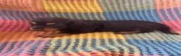 Mixed Breed dogs for sale: Dachshund/terrier puppies  - Advert 4