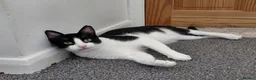 Mixed Breed cats for sale: Mickey is looking for his forever home in Norwich - Advert 2