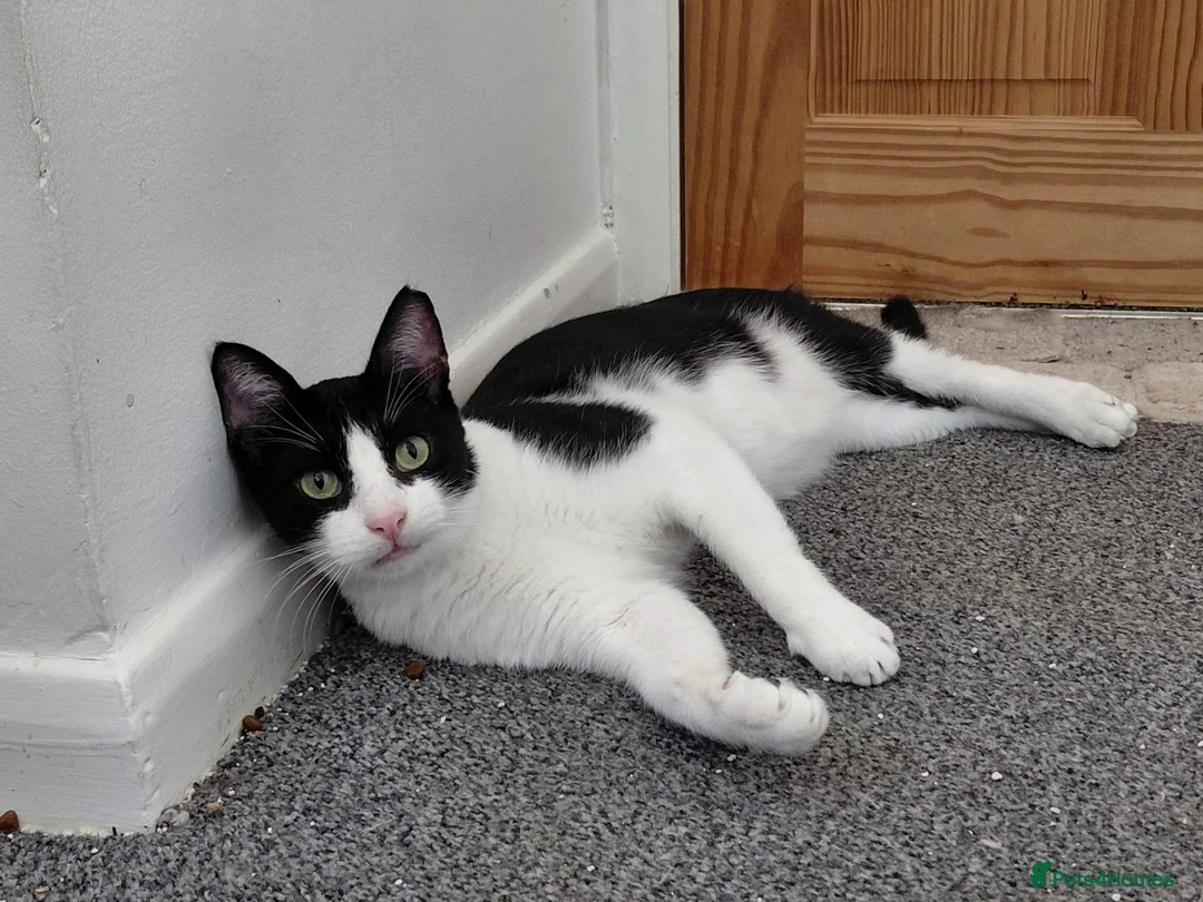 Mixed Breed cats for sale: Mickey is looking for his forever home in Norwich - Advert 2