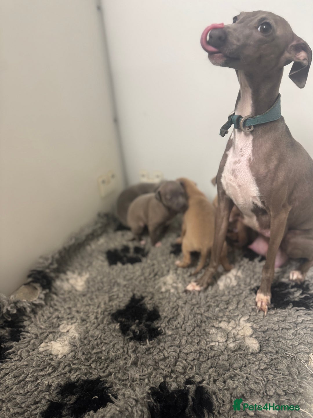 Italian Greyhound dogs for sale: 5⭐️ licensed breeder. SHOW QUALITY PARENTS  - Image 5