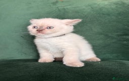 British Shorthair cats for sale: 2 beautiful BritishShorthair Colourpointed❤️‍🔥💝  - Image 11