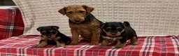 Welsh Terrier dogs for sale: BEAUTIFUL WELSH TERRIER PUPPIES  - Advert 2
