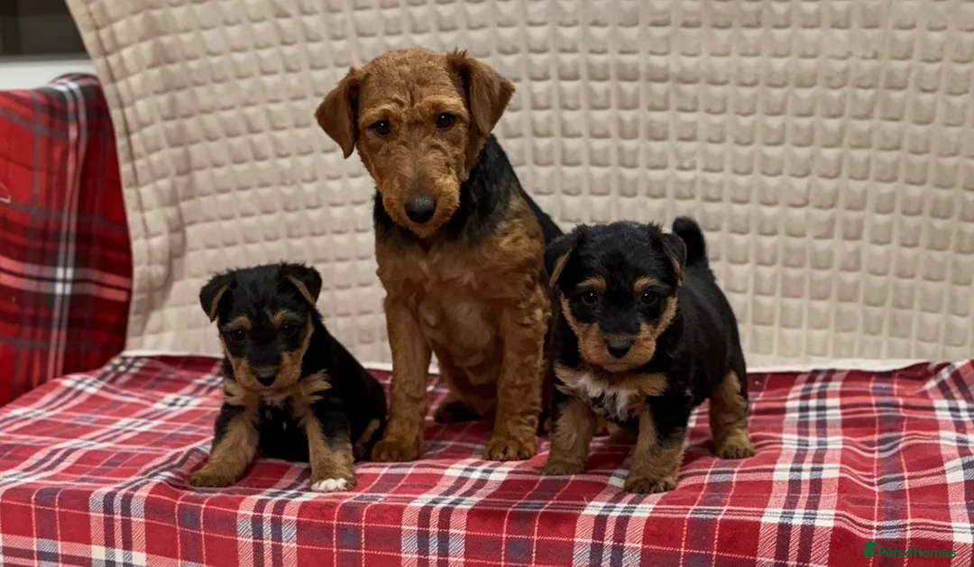 Welsh Terrier dogs for sale: BEAUTIFUL WELSH TERRIER PUPPIES  - Advert 2