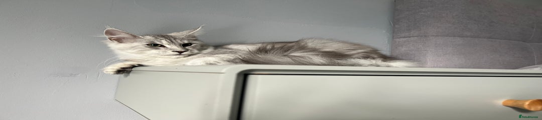 Maine Coon Kitten 2