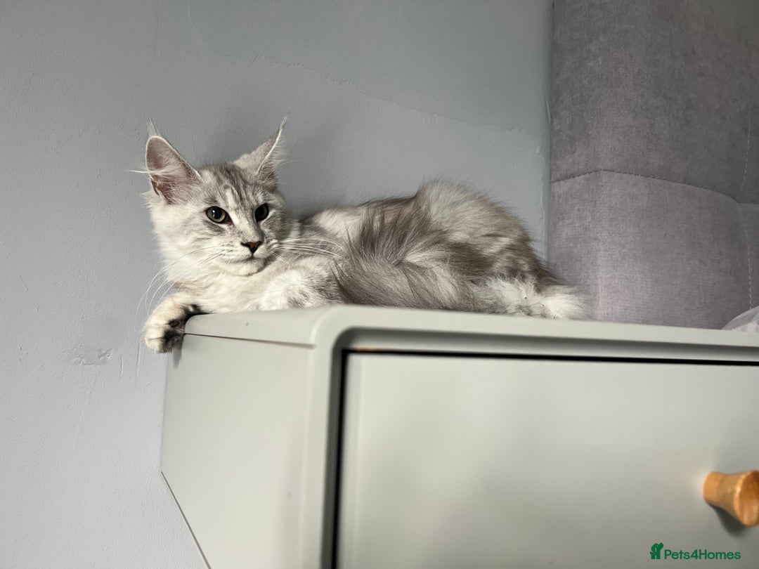 Maine Coon cats for sale: GCCF register girls  - Image 3